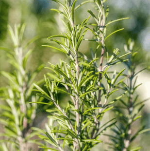 Aceite de Hoja de Romero