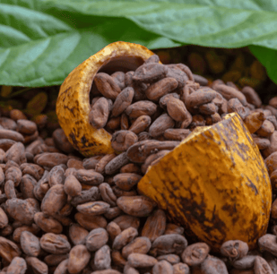 Extracto de Semilla de Cacao