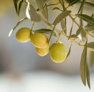 Aceite de Fruta de Oliva