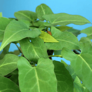 Extracto de Polygonum Multiflorum