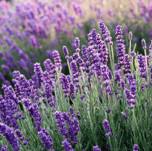 Aceite de Lavanda